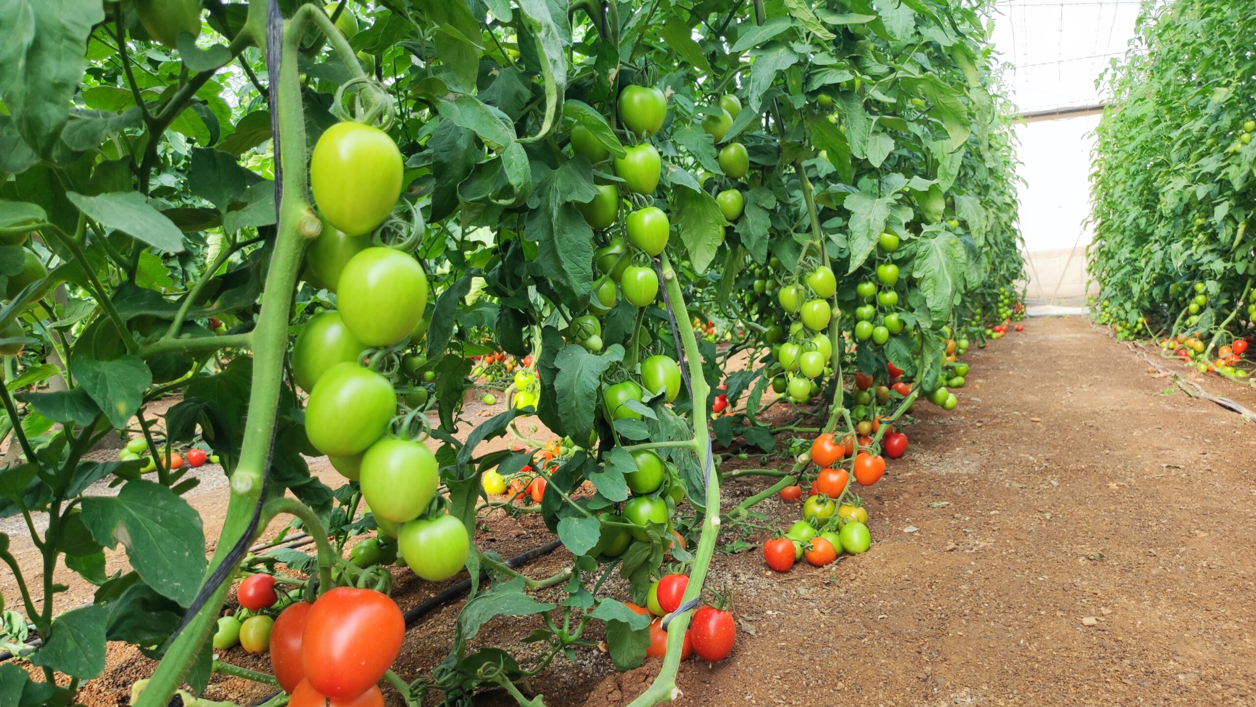 CGT3615 capgen seeds|capgen seeds rocio dedondo|capgen seeds|IMG_20241204_130710